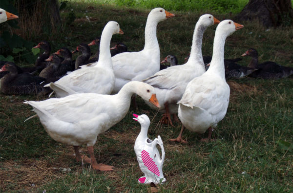 Lower courtyard - Pied de poule