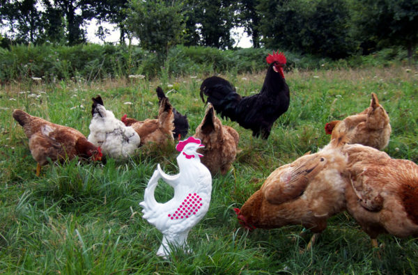 Lower courtyard - Pied de poule